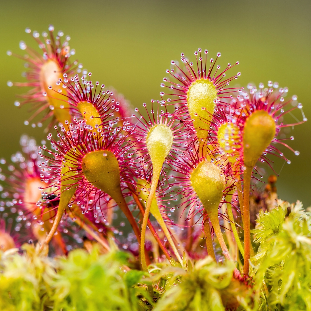 Sundew