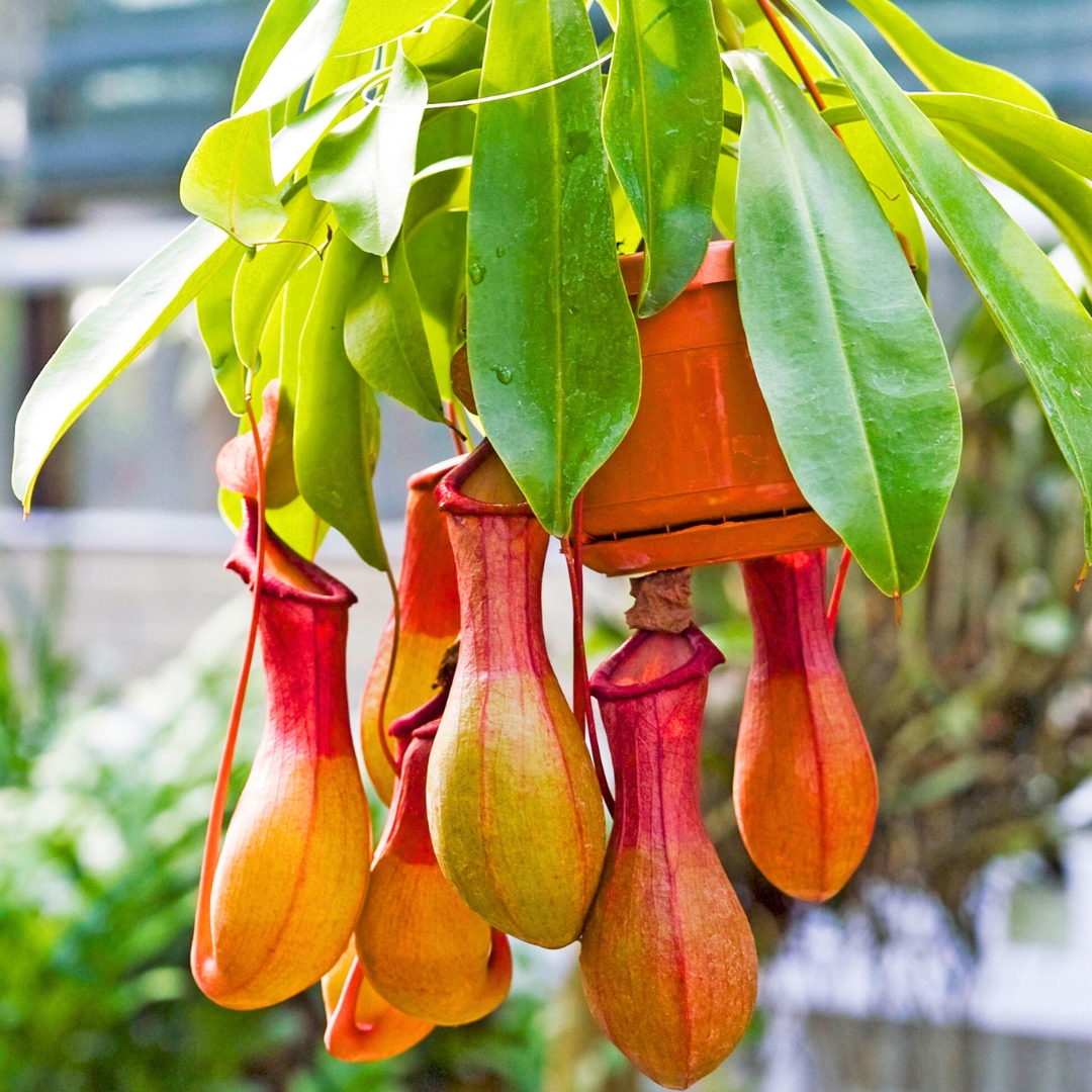 Tropical Pitcher Plant