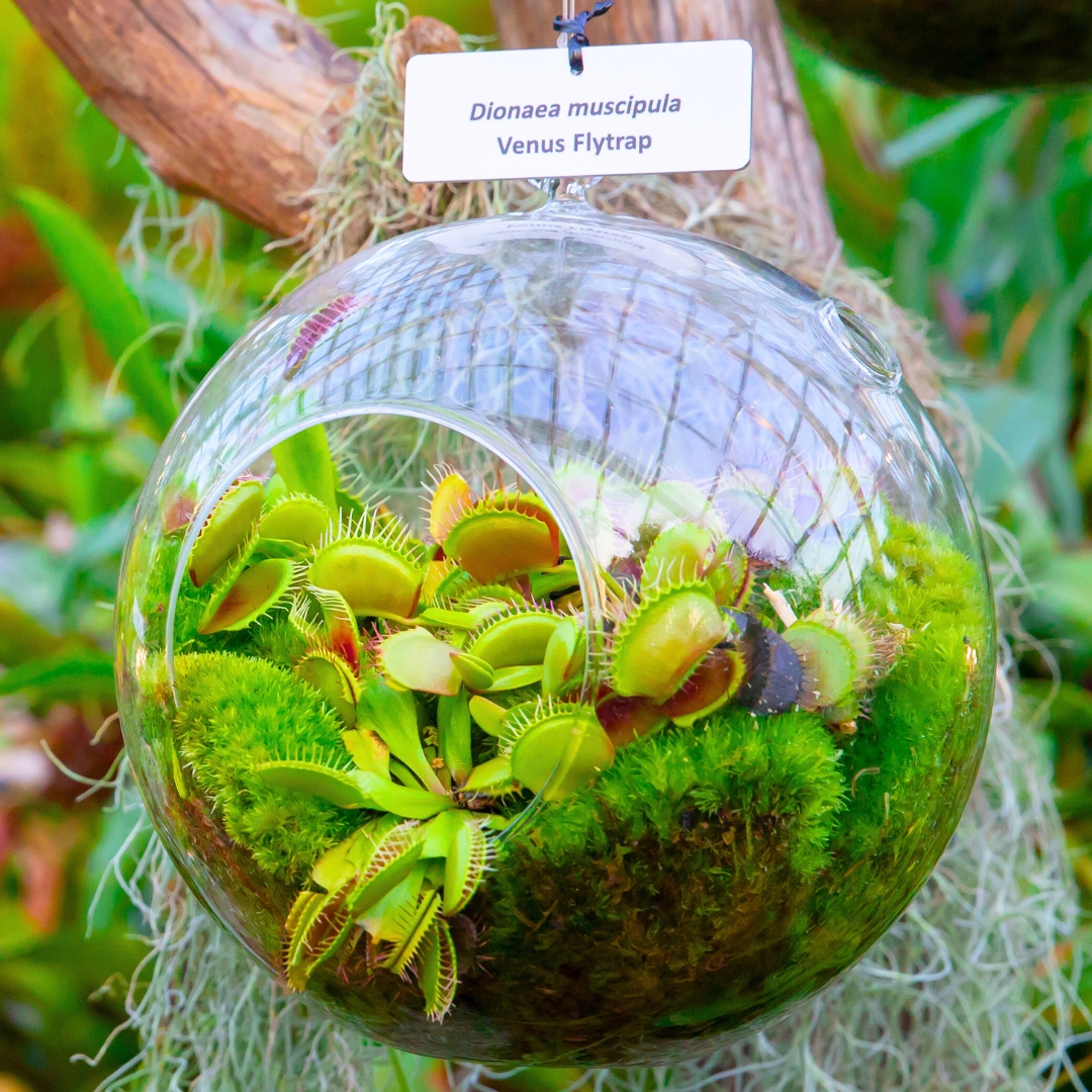 Venus Fly Trap
