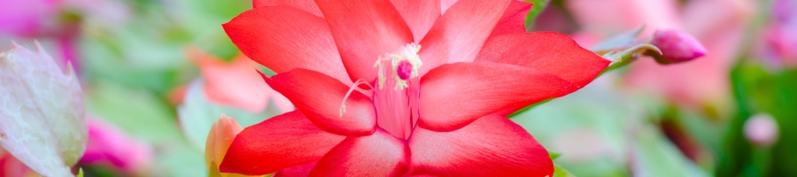 close up of red Christmas cactus