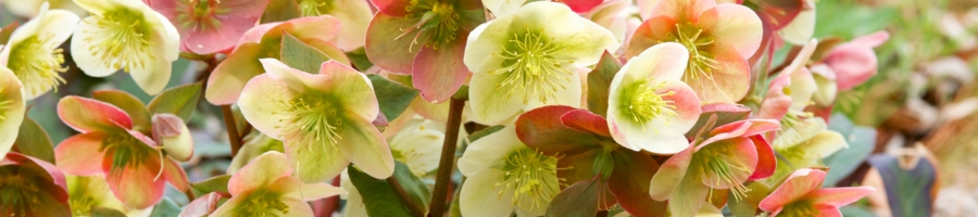 Hellebores