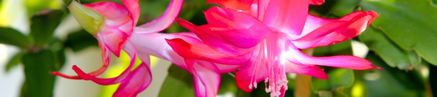 close up of pink Christmas cactus