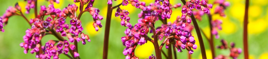 Bergenia