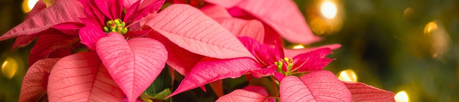 close up of a pink poinsettia