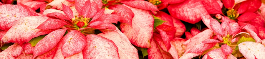 close up picture of a distressed poinsettia