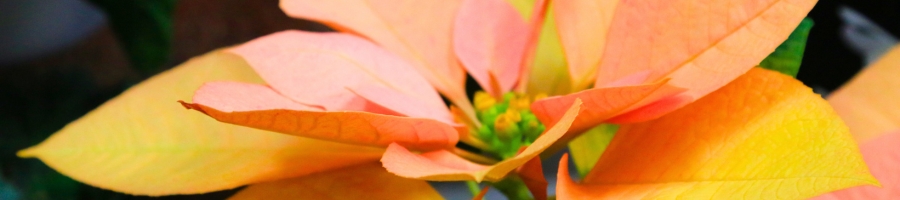 close up orange poinsettia