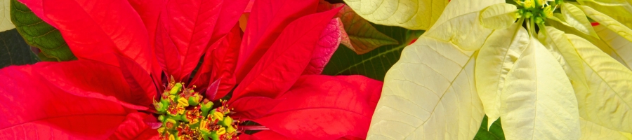 close up of a red poinsettia and a white poinsettia