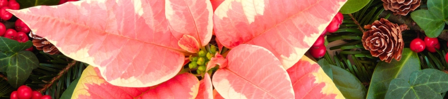 close up pink and yellow poinsettia