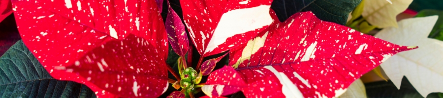 close up red and white speckled poinsettia