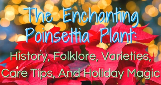 The Enchanting Poinsettia Plant: History, Folklore, Varieties, Care Tips, And Holiday Magic