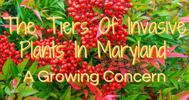 The Tiers Of Invasive Plants In Maryland: A Growing Concern