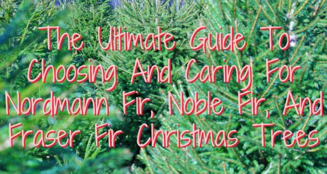 The Ultimate Guide To Choosing And Caring For Nordmann Fir, Noble Fir, And Fraser Fir Christmas Trees