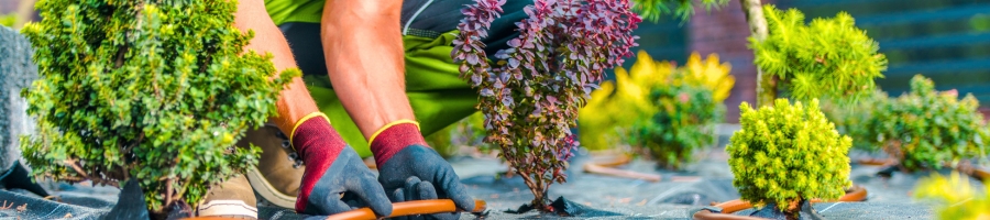 Protecting Winter Plants