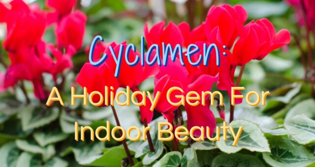 Cyclamen: A Holiday Gem For Indoor Beauty