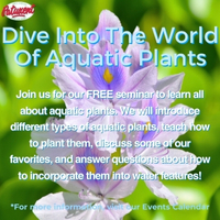 Dive Into The World Of Aquatic Plants