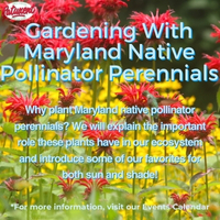 Gardening With Maryland Native Pollinator Perennials