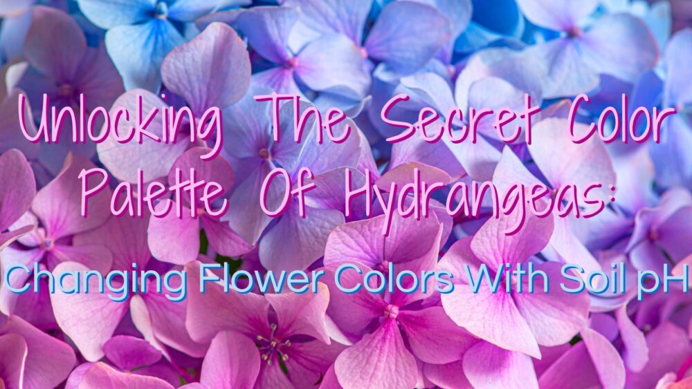 Unlocking The Secret Color Palette Of Hydrangeas: Changing Flower Colors With Soil pH