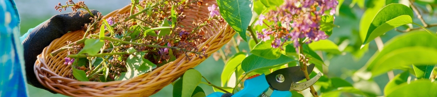 person pruning a lilac