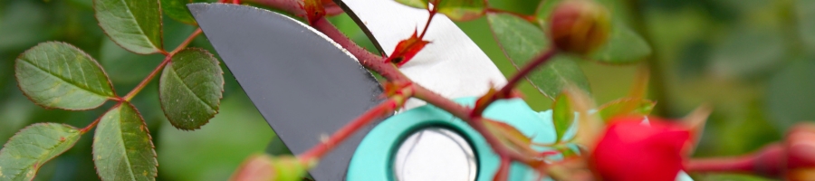 pruning roses