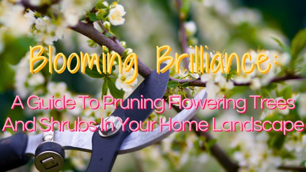 Blooming Brilliance: A Guide to Pruning Flowering Trees and Shrubs in Your Home Landscape