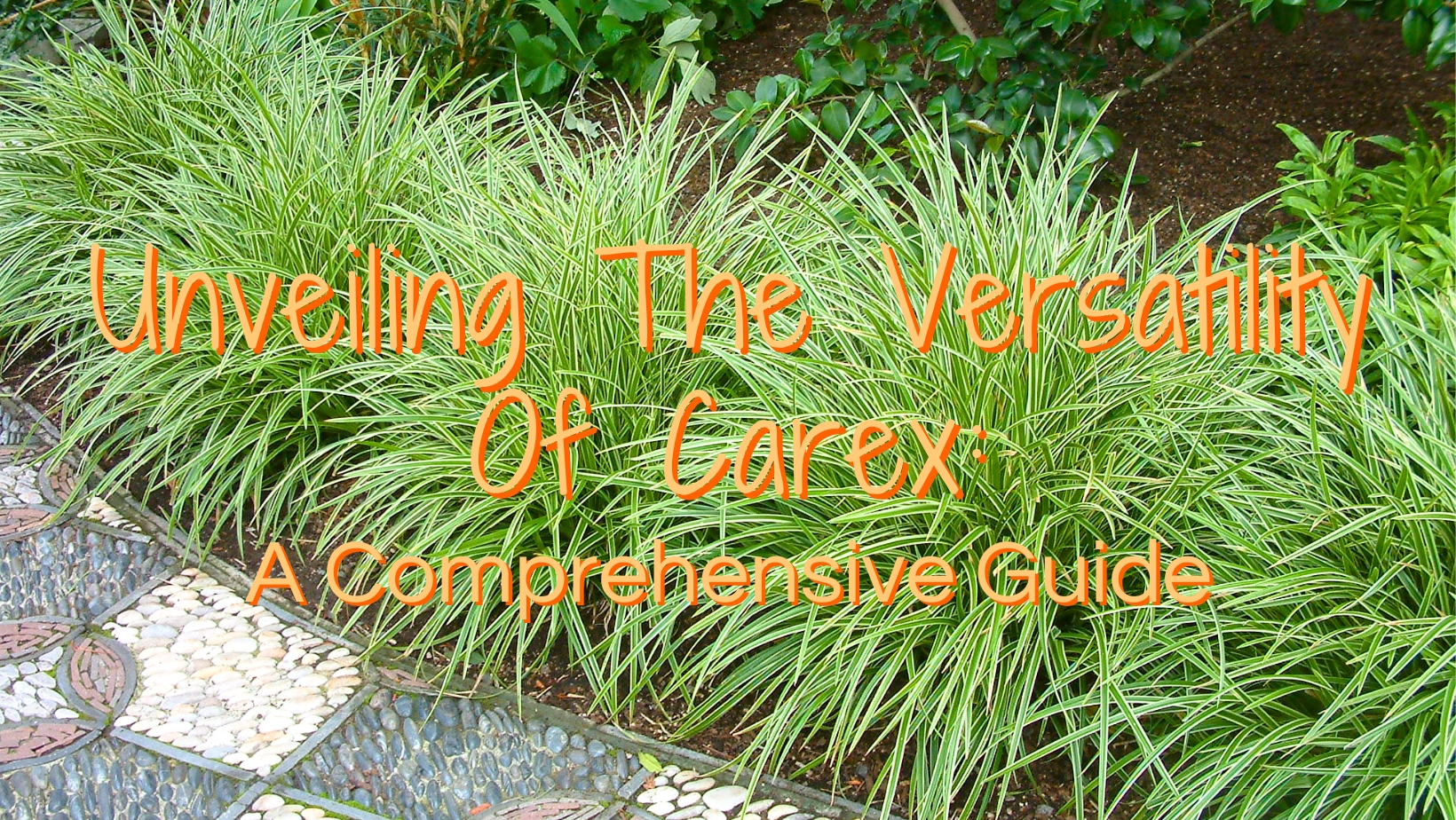 Unveiling The Versatility Of Carex: A Comprehensive Guide