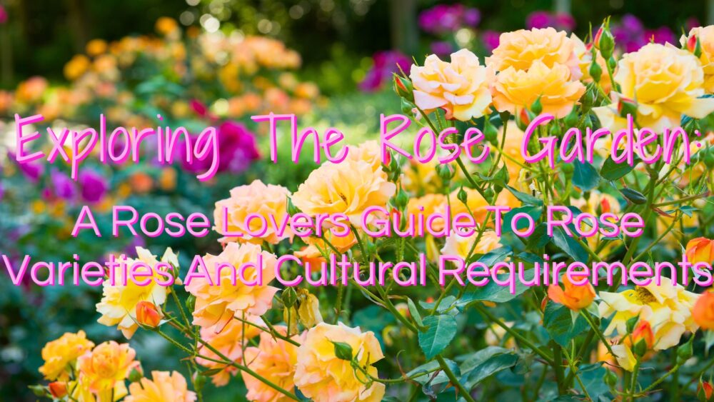 Exploring The Rose Garden: A Rose Lovers Guide To Rose Varieties And Cultural Requirements