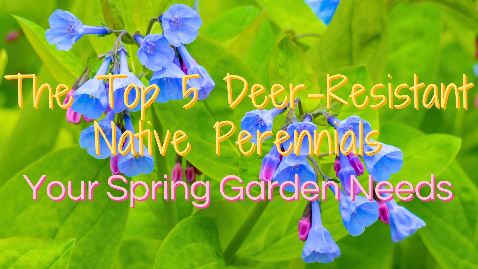 The Top 5 Deer-Resistant Native Perennials Your Spring Garden Needs