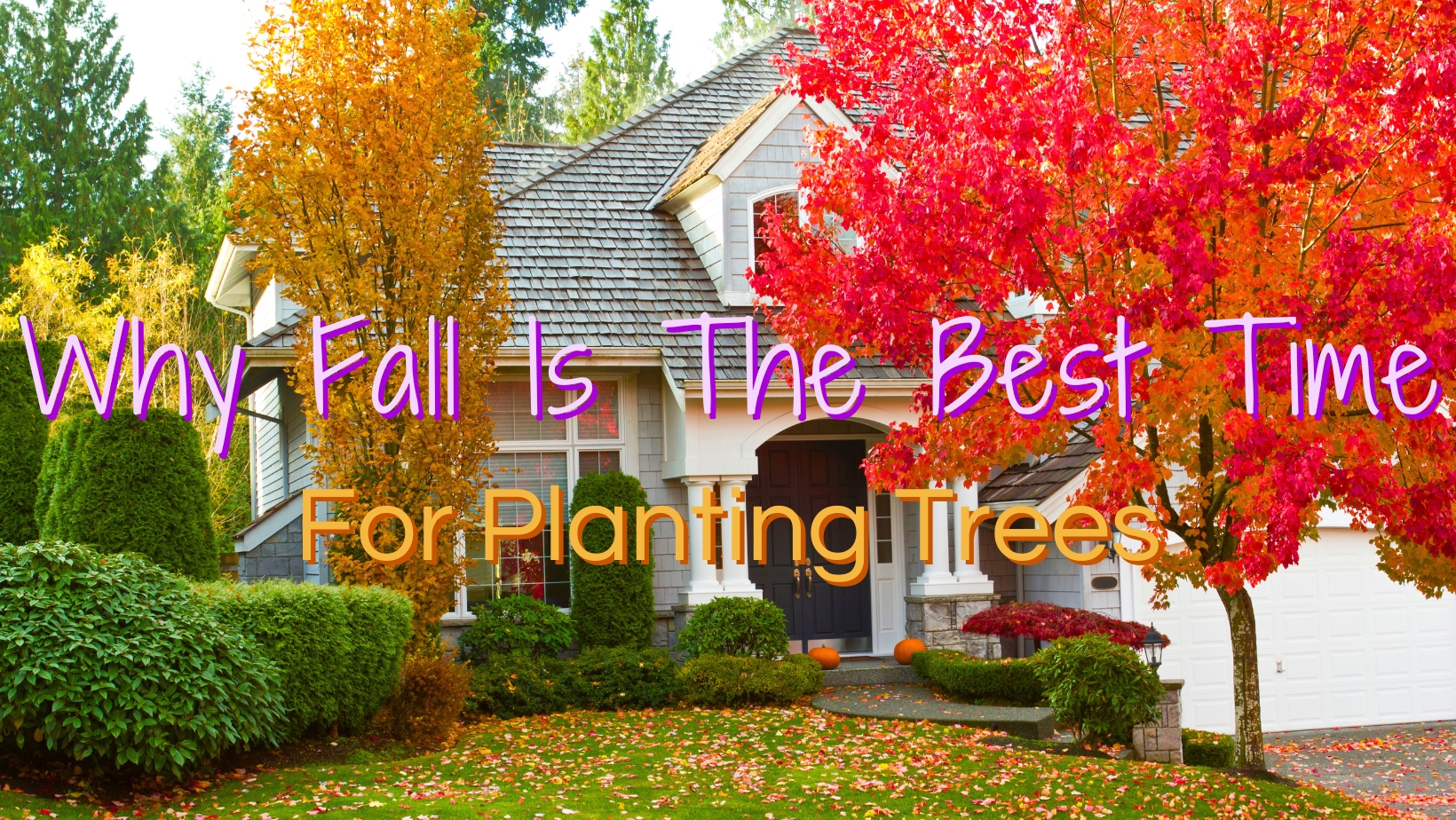 Why Fall Is The Best Time For Planting Trees
