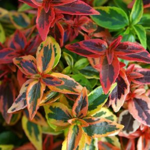 Abelia 'Kaleidoscope'