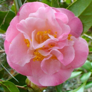 Camellia japonica 'Mrs. Lyman Clarke'