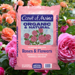 Coast of Maine® Roses & Flowers