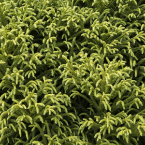 Cryptomeria 'Globosa Nana'