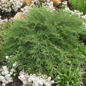 Siberian 'Celtic Pride' Cypress