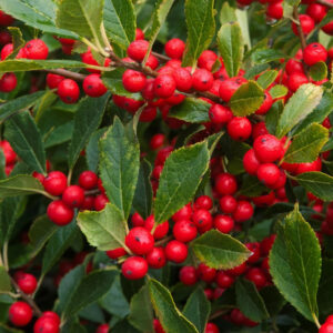 Winterberry 'Red Sprite'