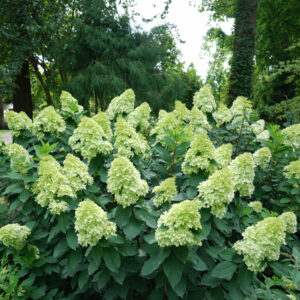 Limelight Prime® Hydrangea