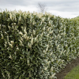 Schipka Cherry Laurel