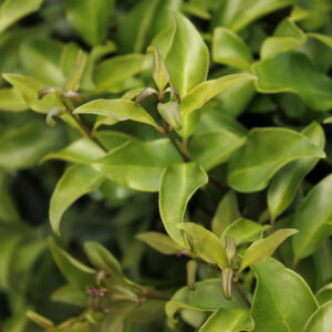 Ligustrum 'Wavy Leaf'