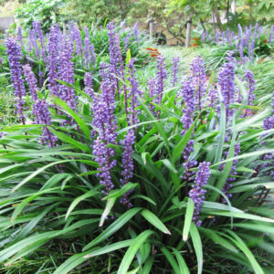 Liriope 'Big Blue'