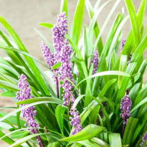 Liriope 'Royal Purple'