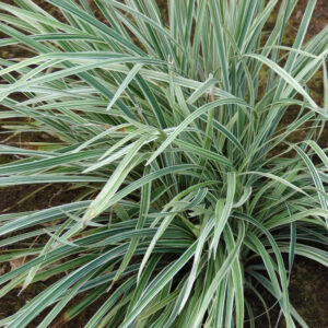 Liriope 'Spicata'