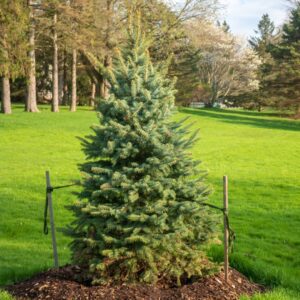 Hardwood Tree Stakes