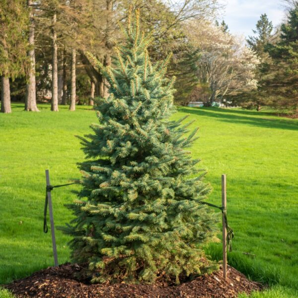 evergreen tree stake