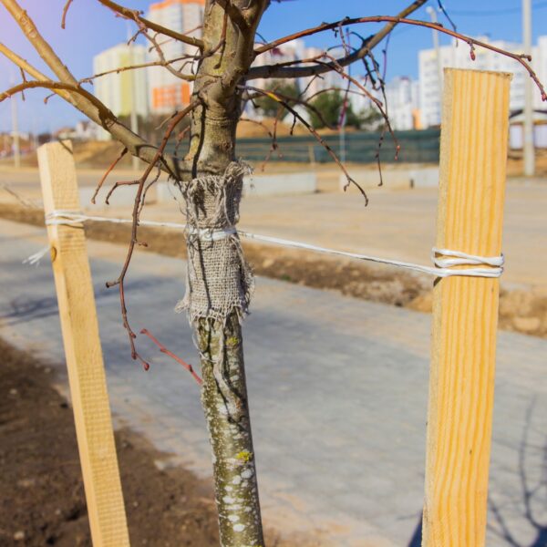 tree tied to tree stakes