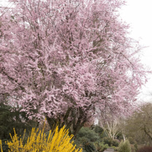 Thundercloud Purple Leaf Plum