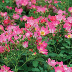 Rose 'Pink Drift'