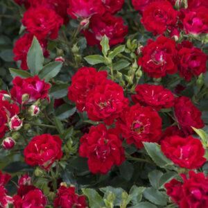 Red Drift® Groundcover Rose