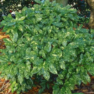 Aucuba 'Gold Dust'