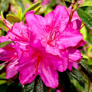 Azalea Encore 'Autumn Amethyst'