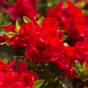 Azalea Encore 'Autumn Bonfire'