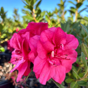 Azalea Encore 'Autumn Carnival'